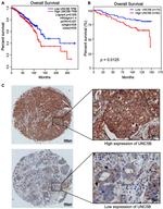 UNC5B Antibody in Immunohistochemistry (IHC)