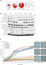 CD4 Antibody in Flow Cytometry (Flow)