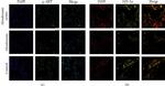 NFATC1 Antibody in Immunocytochemistry (ICC/IF)