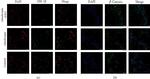 NFATC1 Antibody in Immunocytochemistry (ICC/IF)