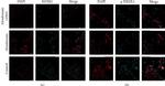 NFATC1 Antibody in Immunocytochemistry (ICC/IF)