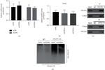 PHLPP1 Antibody in Western Blot (WB)