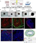 PAX6 Antibody in Immunocytochemistry, Immunohistochemistry (ICC/IF, IHC)