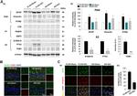 FKBP5 Antibody in Western Blot (WB)