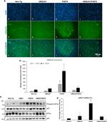 Ubiquilin 2 Antibody in Immunohistochemistry (IHC)