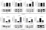 CISD2 Antibody in Western Blot (WB)