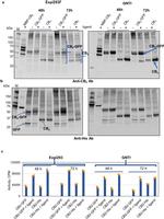 6x-His Tag Antibody in Western Blot (WB)