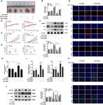 MAT2A Antibody in Western Blot, Immunocytochemistry (WB, ICC/IF)