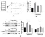 PCNA Antibody in Western Blot (WB)