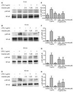 NFkB p65 Antibody in Western Blot (WB)