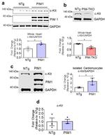 PIM1 Antibody in Western Blot (WB)