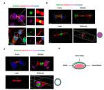 Aurora B Antibody in Immunocytochemistry (ICC/IF)