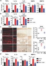 MMP13 Antibody in Immunohistochemistry (IHC)