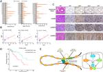 EHF Antibody in Immunohistochemistry (IHC)