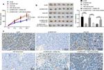 HOXB8 Antibody in Immunohistochemistry (IHC)