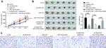 HOXB8 Antibody in Immunohistochemistry (IHC)