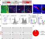 Collagen I Antibody in Immunohistochemistry (PFA fixed) (IHC (PFA))