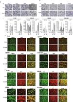 Hepatocytes Antibody in Immunocytochemistry (ICC/IF)