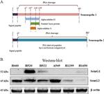 SEMG2 Antibody in Western Blot (WB)