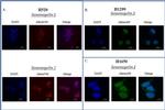 SEMG1 Antibody in Immunocytochemistry (ICC/IF)