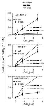 Sigma-1 Receptor Antibody in Western Blot (WB)