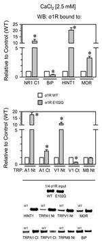 Sigma-1 Receptor Antibody in Western Blot (WB)