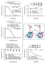 Sigma-1 Receptor Antibody in Western Blot (WB)