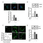 HMOX1 Antibody in Western Blot, Immunocytochemistry (WB, ICC/IF)