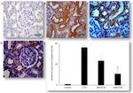 Cytochrome C Antibody in Immunohistochemistry (IHC)