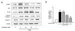 NLRP3 Antibody in Western Blot (WB)