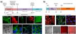 Alpha-Smooth Muscle Actin Antibody in Immunocytochemistry (ICC/IF)