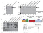 DYKDDDDK Tag Antibody in Western Blot (WB)