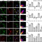 Ataxin 2 Antibody in Immunocytochemistry (ICC/IF)