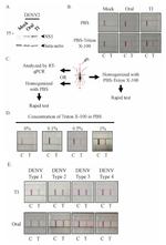 Dengue Virus Type 2 NS1 Antibody in Western Blot (WB)