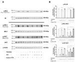 Phospho-IRS1 (Tyr612) Antibody in Western Blot (WB)