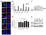 HSP90 beta Antibody in Western Blot (WB)