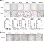 Biglycan Antibody in Immunocytochemistry, Immunohistochemistry (ICC/IF, IHC)