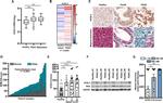 ACSL3 Antibody in Immunohistochemistry (IHC)