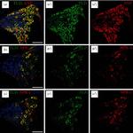 NPR3 Antibody in Immunohistochemistry (IHC)