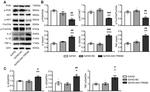 FOXO3A Antibody in Western Blot (WB)