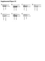 RETSAT Antibody in Western Blot (WB)