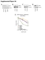 MED13 Antibody in Western Blot (WB)