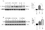 PGK1 Antibody in Western Blot (WB)