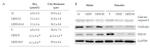 NMDAR1 Antibody in Western Blot (WB)