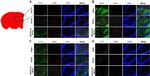 BrdU Antibody in Immunohistochemistry (IHC)