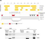 HAX1 Antibody in Western Blot (WB)