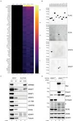 SRRM2 Antibody in Western Blot (WB)