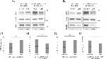 PTBP1 Antibody in Western Blot (WB)