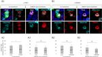 PTBP1 Antibody in Immunocytochemistry (ICC/IF)