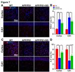 IL-4 Antibody in Immunohistochemistry (IHC)